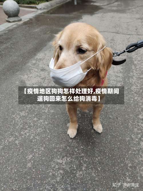 【疫情地区狗狗怎样处理好,疫情期间遛狗回来怎么给狗消毒】-第2张图片